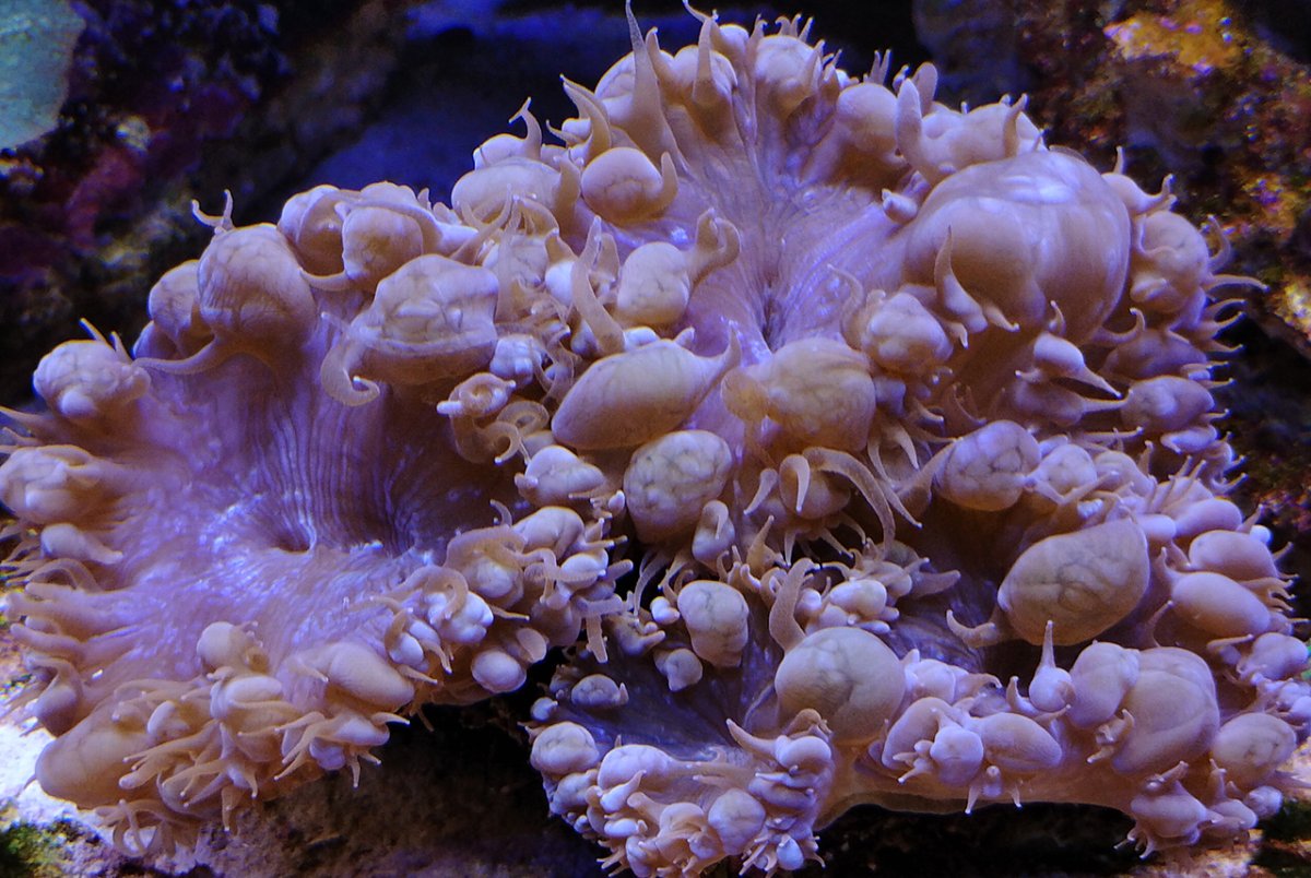 bubblecoralsm.jpg