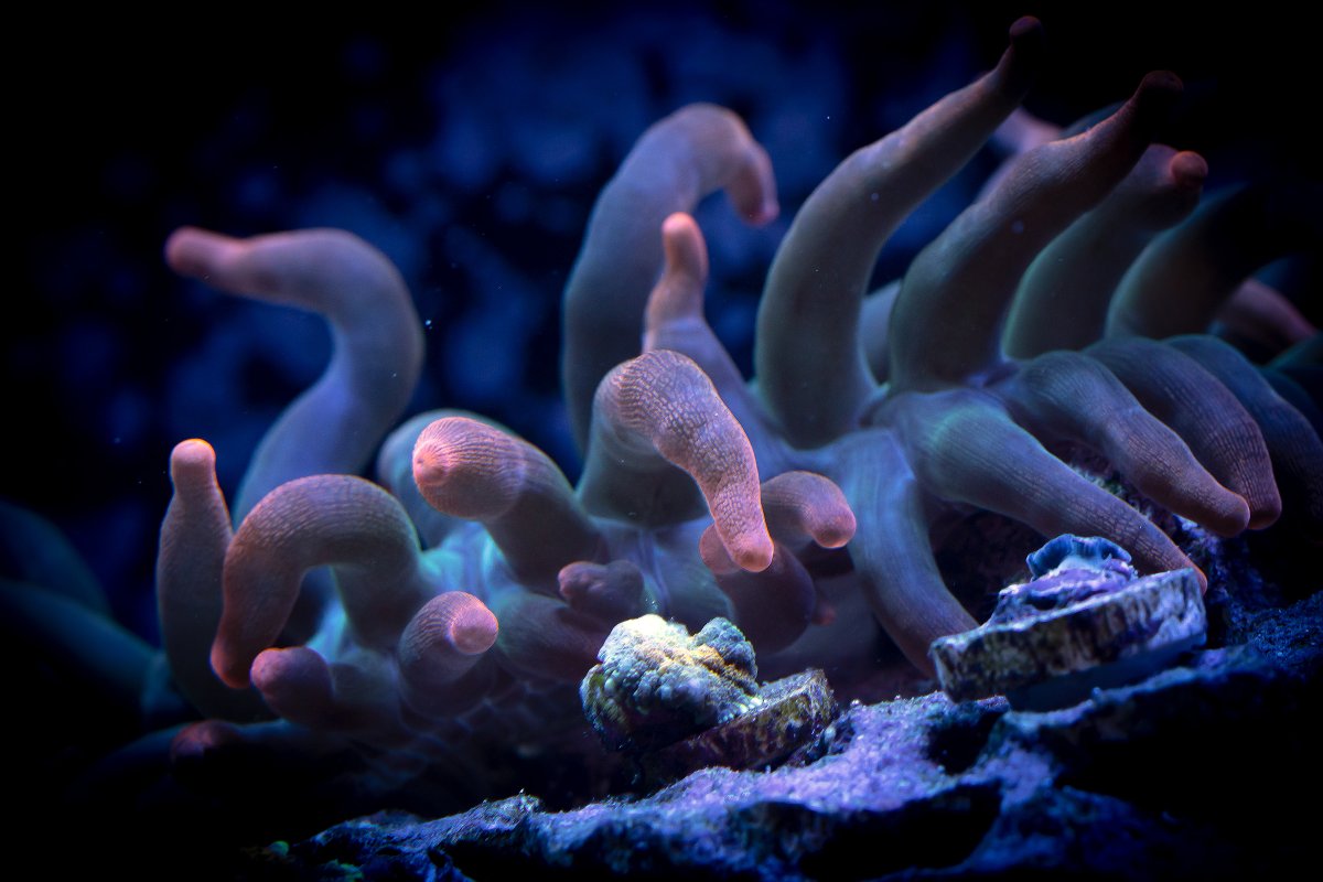 bubbletip-anemone.jpg
