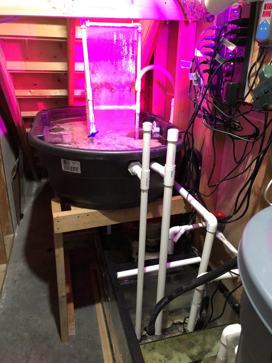Build 2 - Remote Refugium Install.JPEG