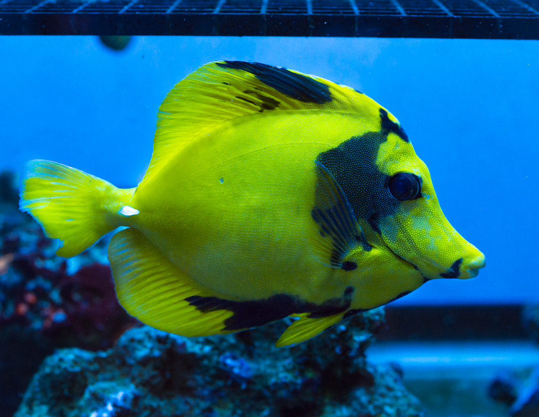 Bumble Bee the Scopas.jpg