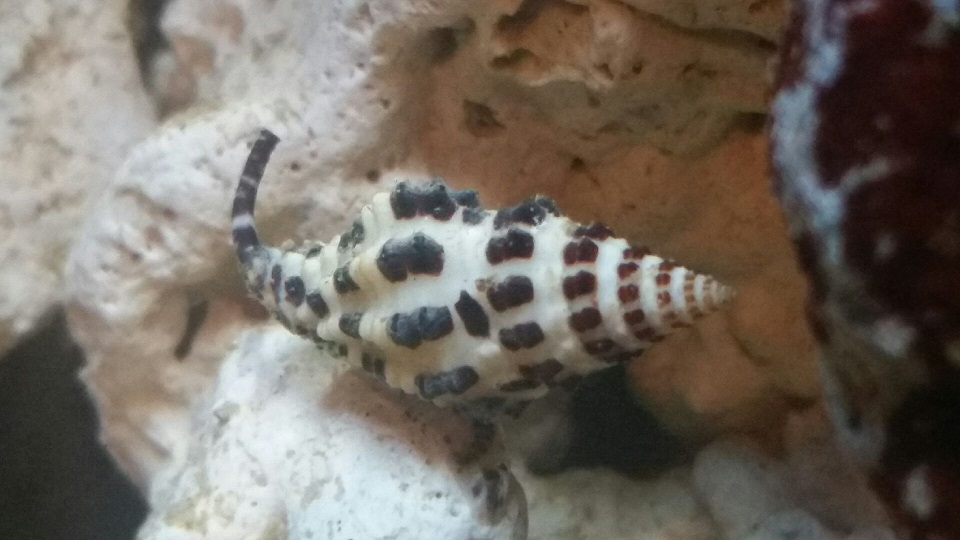 Bumpy snail.jpg