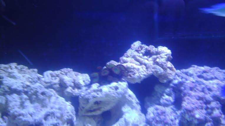 buttonpolyps125.jpg