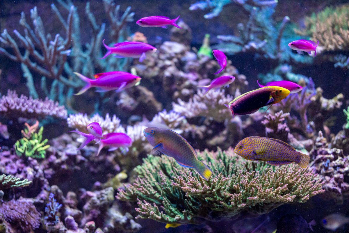 REEF OF THE MONTH - June 2025: Sdreef's Acropora-Dominated Mixed Reef ...