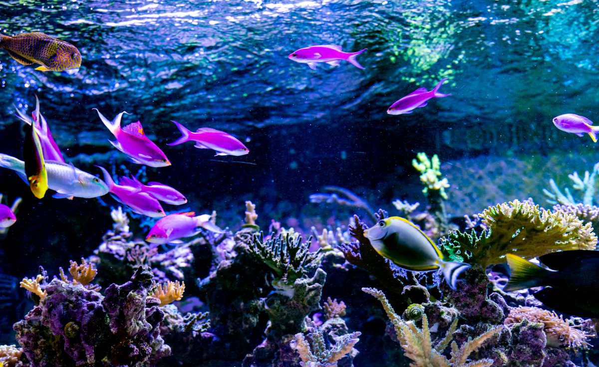 Reef Spotlight - REEF OF THE MONTH - June 2025: sdreef's Acropora