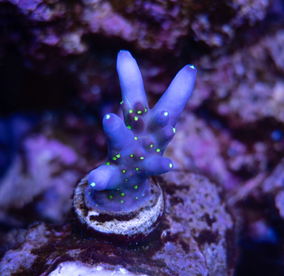 Large Build - SDReef's 330G Acropora Dominant Mixed Reef | Page 39 ...