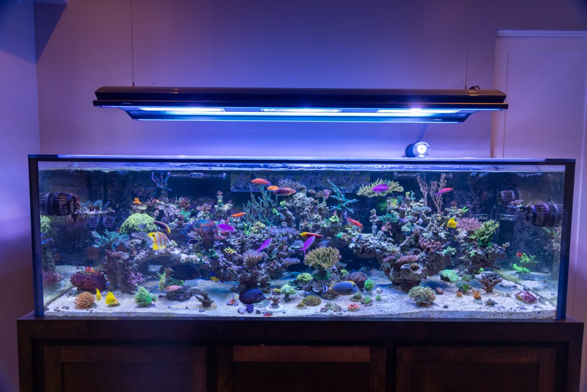 Fish sales tank ballast
