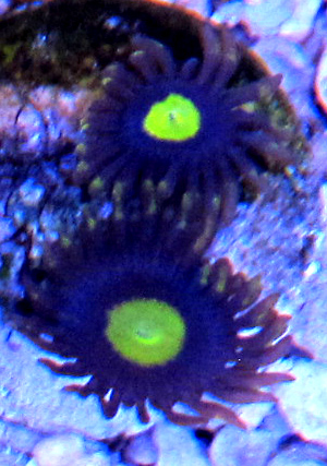c.jpg