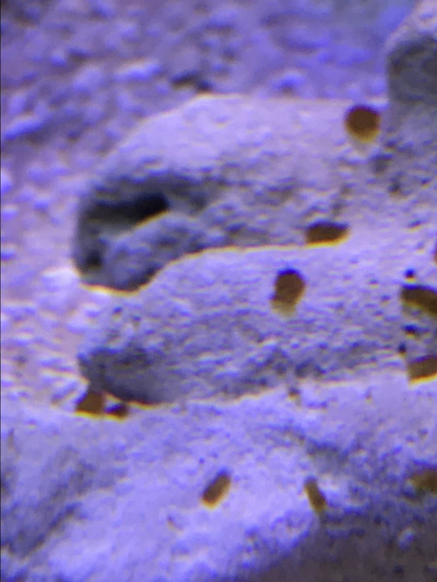 C013043D-E32C-45F1-A4A8-78E9ED2C532D.jpeg