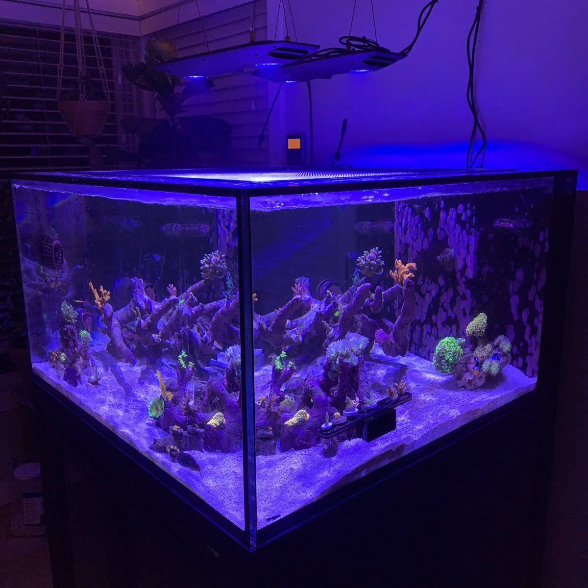 Cube Build - Show off those great CUBE TANK AQUASCAPES! | Page 23 ...