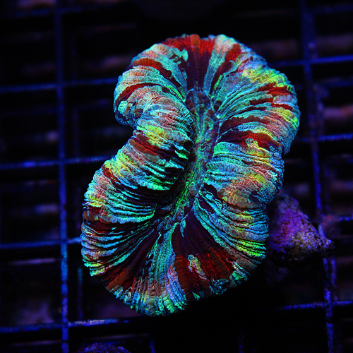 C16 rainbow Brain Coral 129-89.jpg