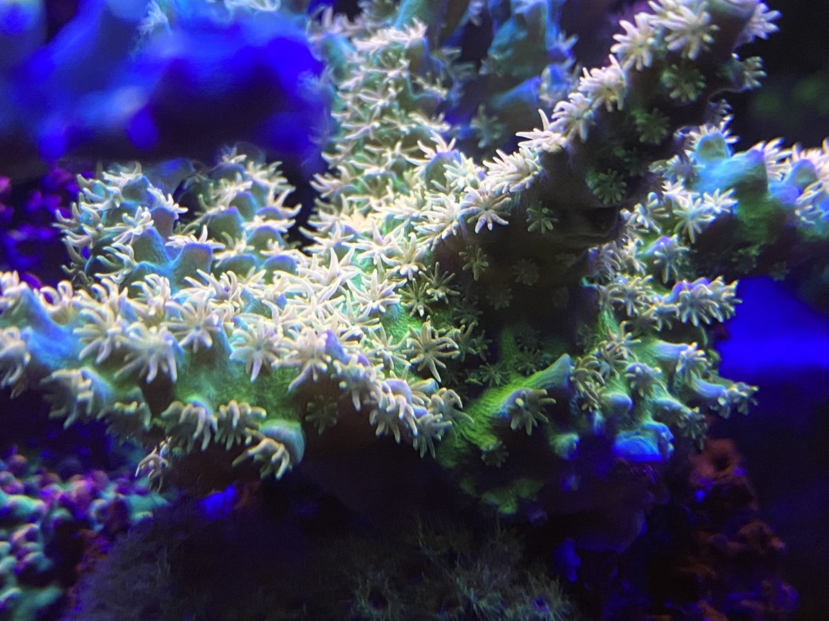 C1A01677-60CF-40B4-B8E1-8488EE64E8A4.jpeg
