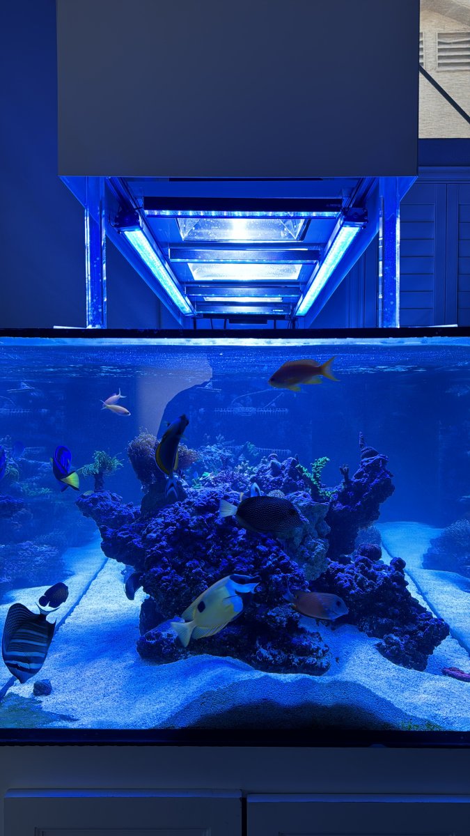 MH Lights | Reef2Reef