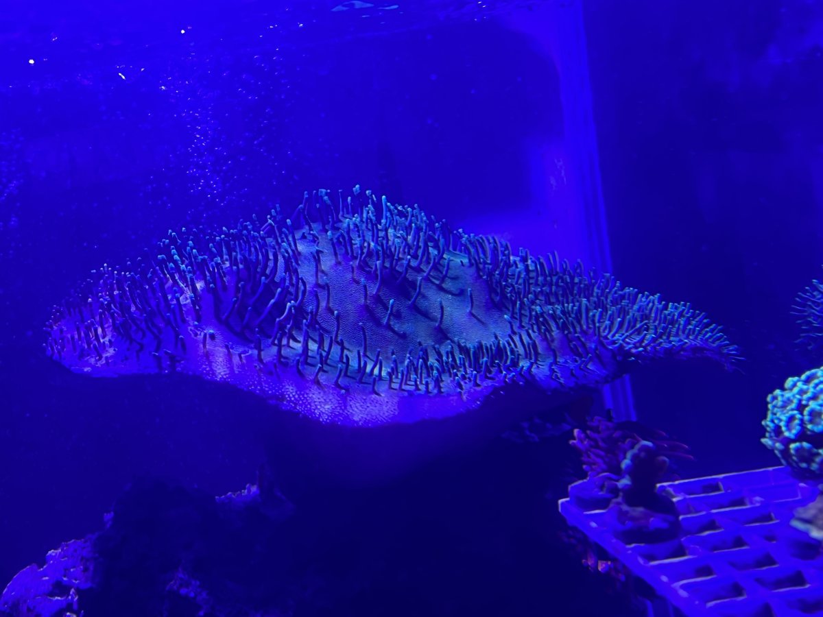 C1DBDE8A-4F17-43D1-A77B-5044E8B0168F.jpeg