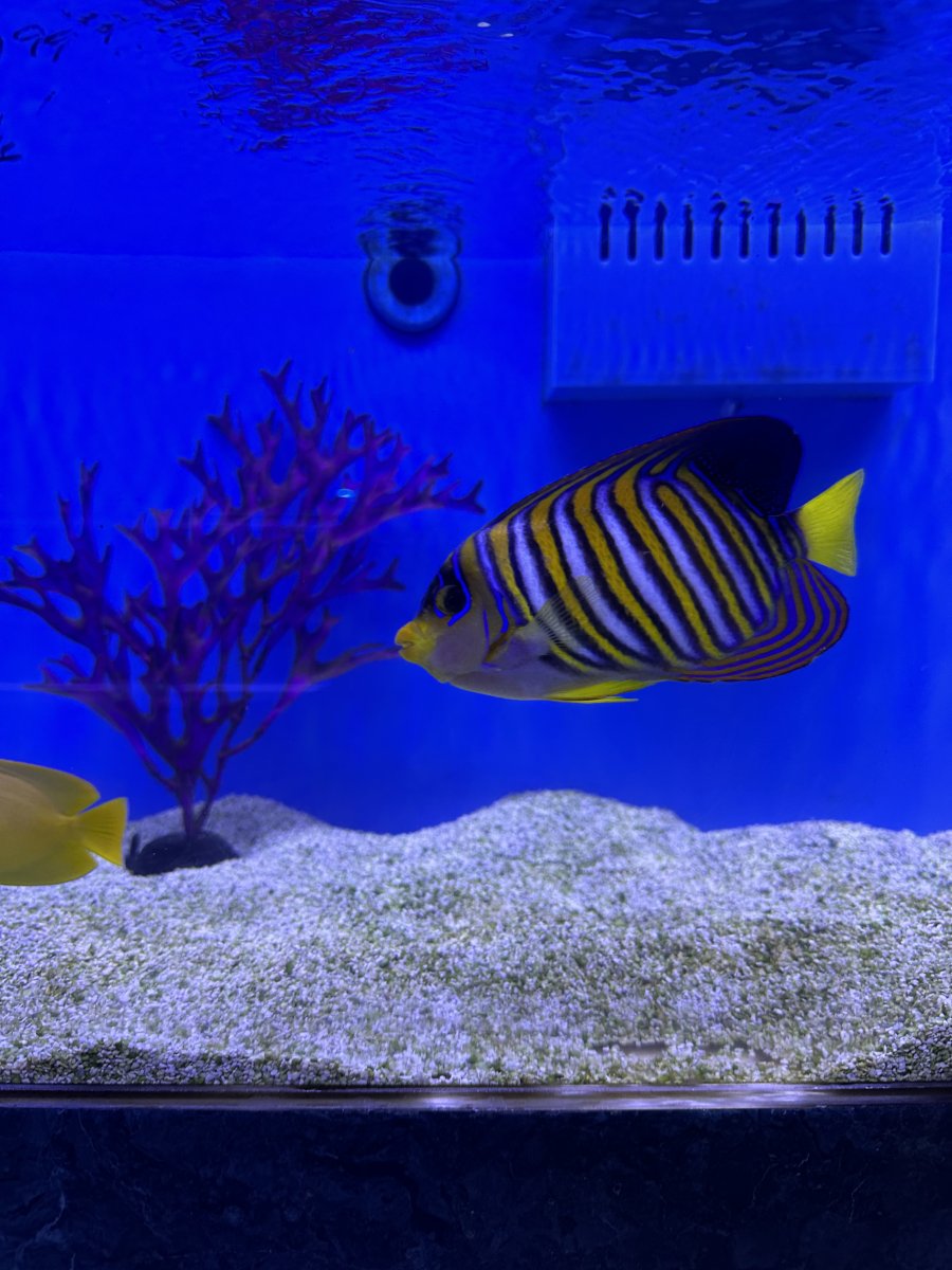 Build Thread - Lost in the Wrasses! Rollercoaster of a Reef Build ...