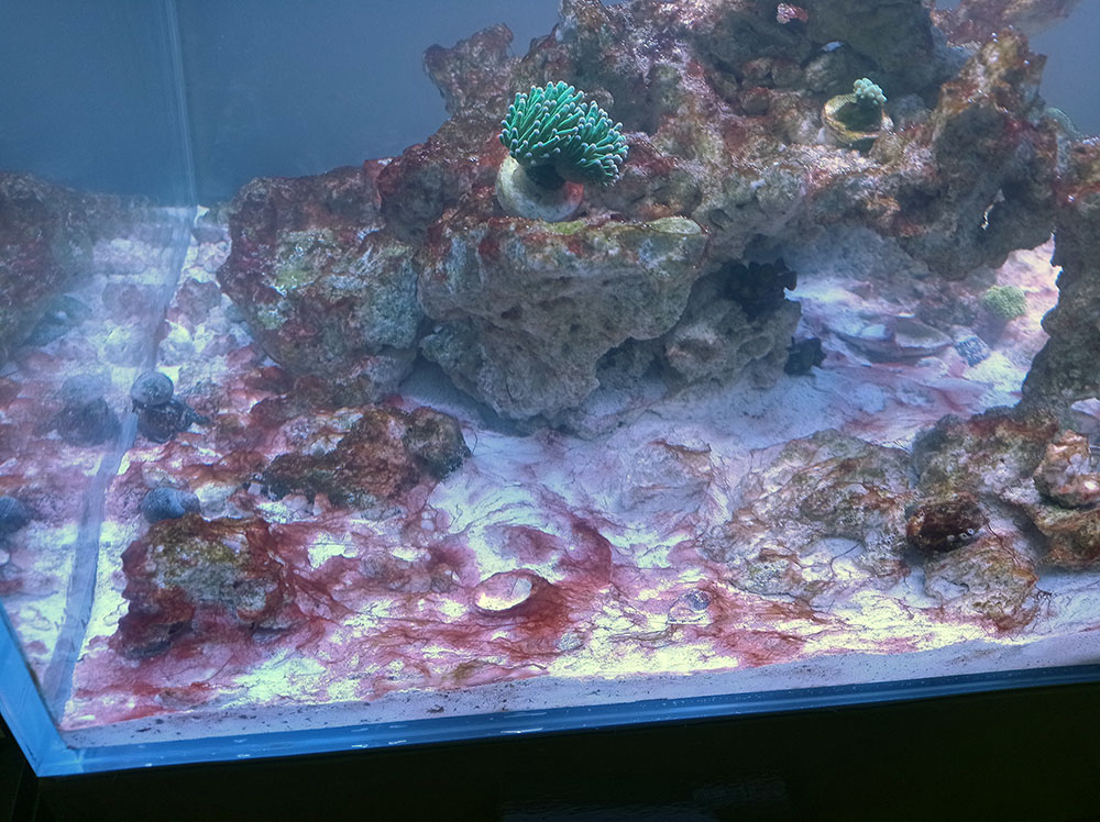 Hi, any final thoughts on my fight against cyano before I drop the ...