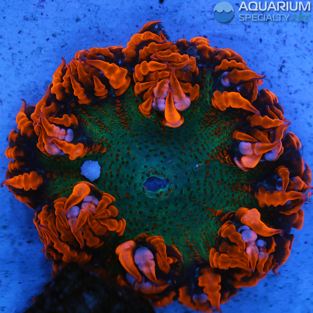 C23-rock-flower-anemone.jpg