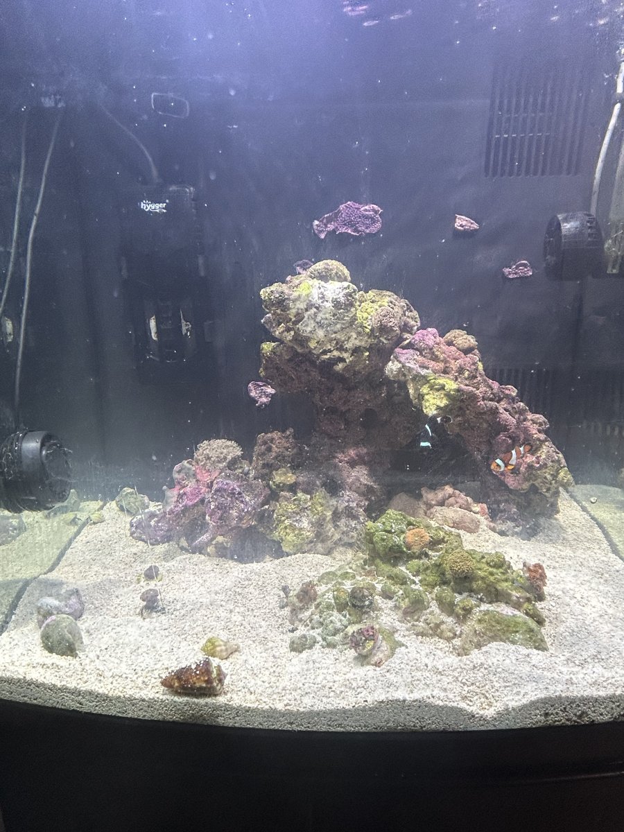 Help with biocube 32 | Page 2 | Reef2Reef