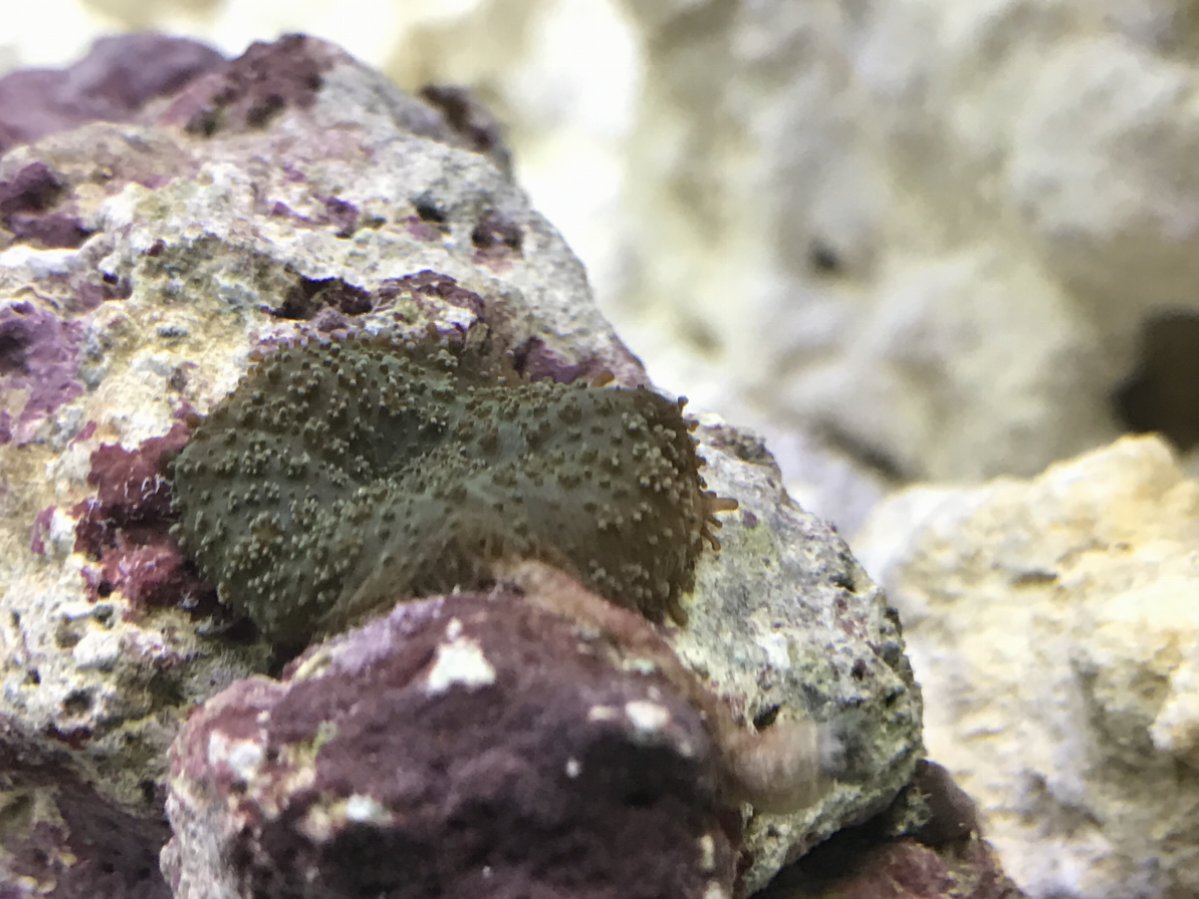Help with identifying mushroom coral. | Reef2Reef