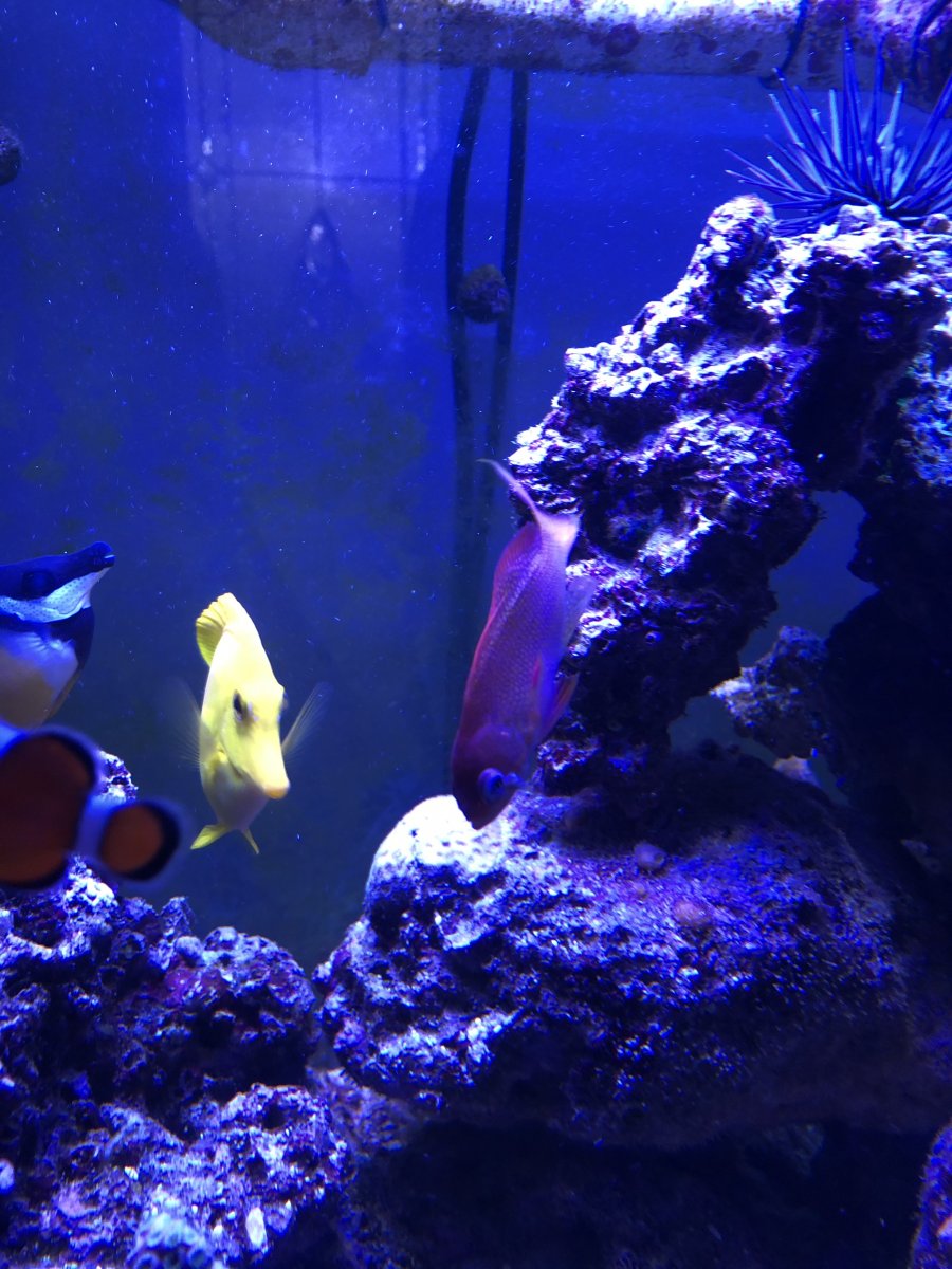 Fighting injury? | Reef2Reef
