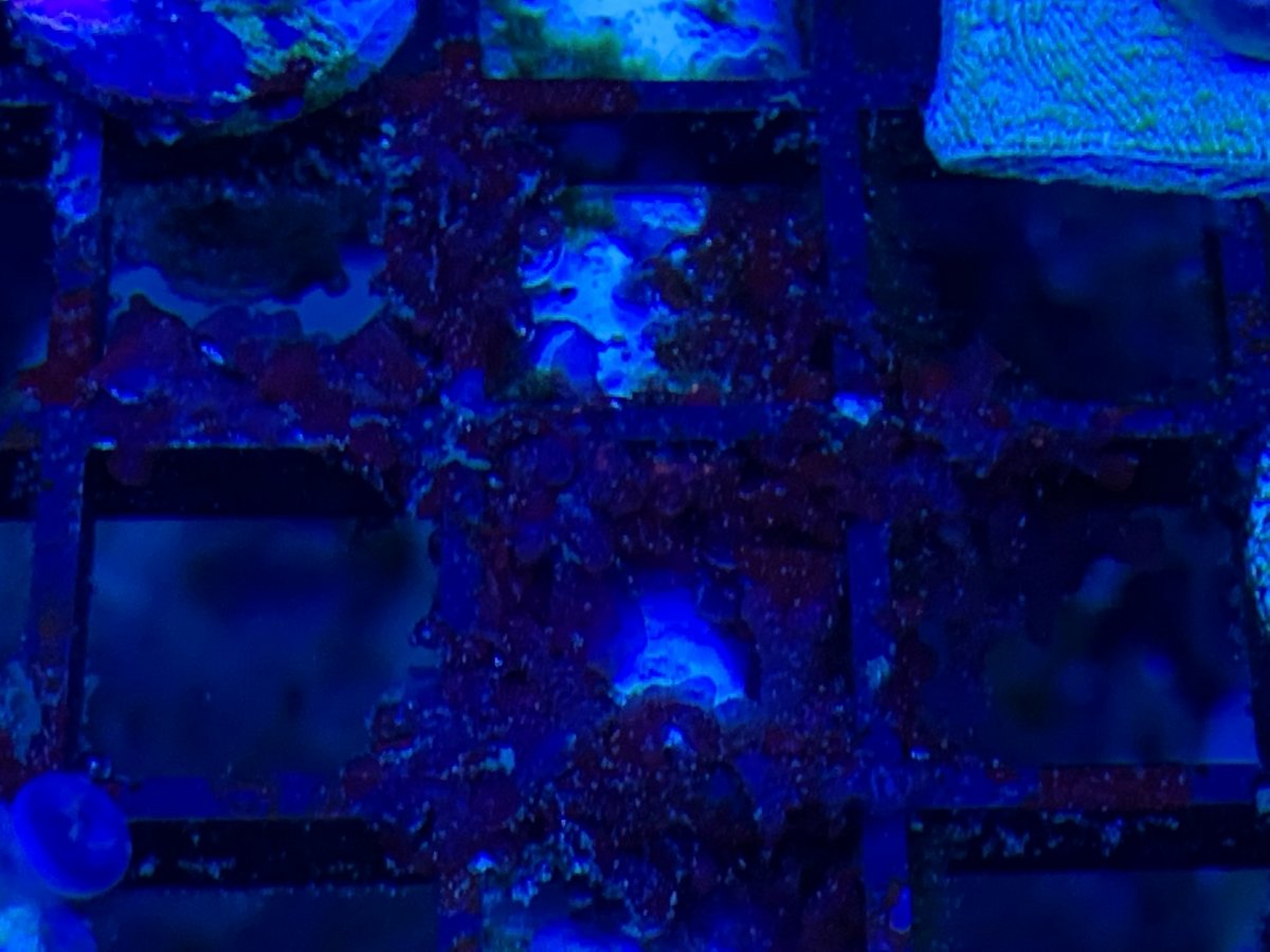Red Nuisance Macro Reef2Reef