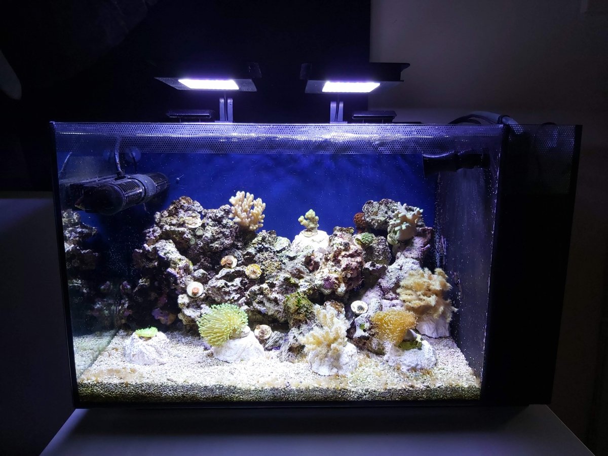 GEX FLUVAL MARINE NANO(フルーバル マリンナノ) Amazon.com : Fluval SEA Marine Nano LED Aquarium Lighting