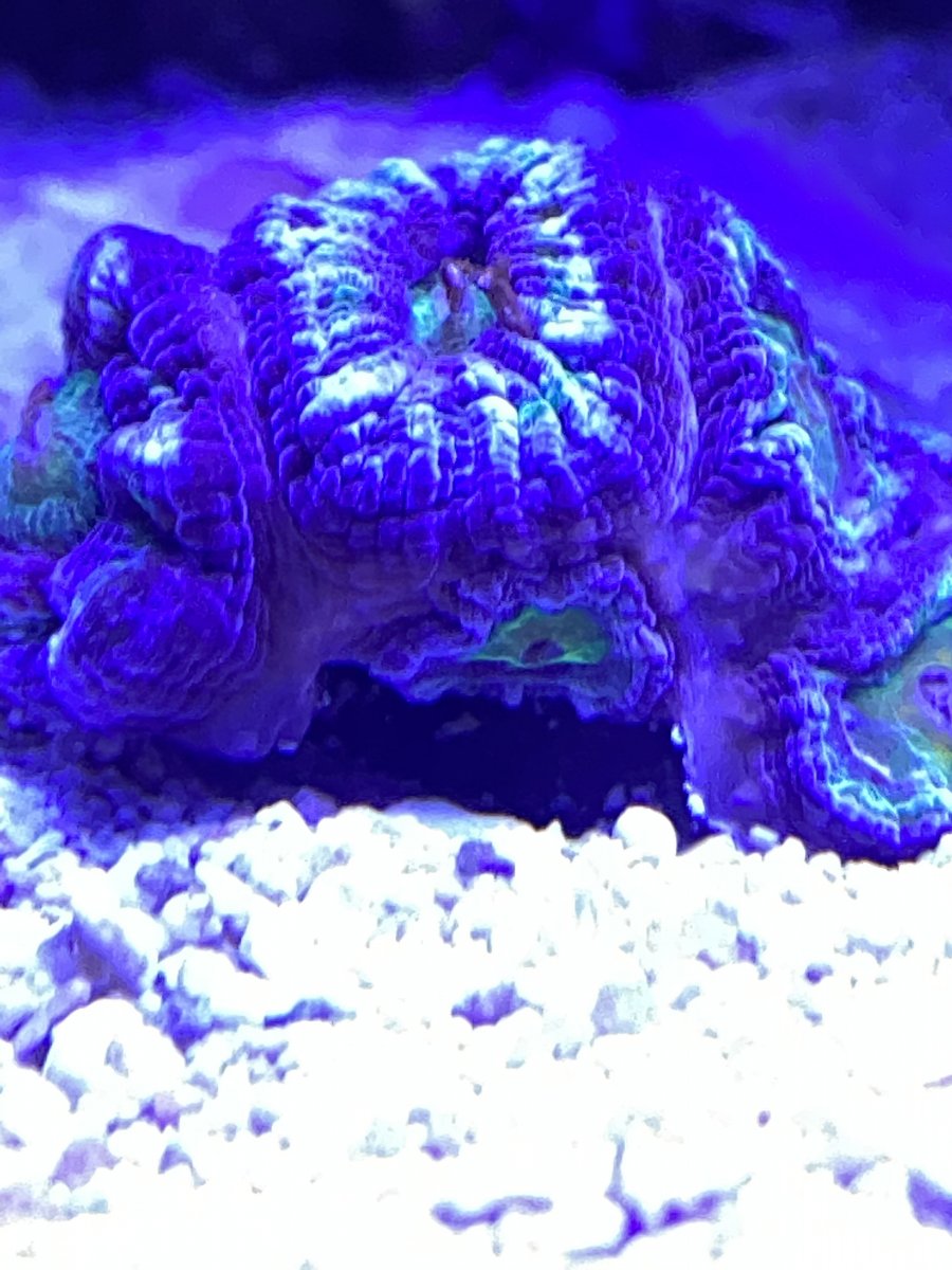 Alk consumption stalled; LPS Retraction | Reef2Reef