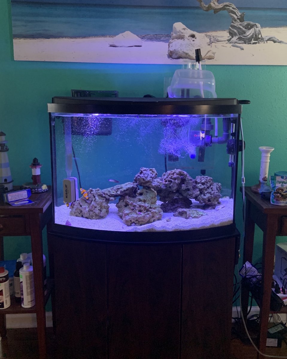 Let's see your 2020 Full Tank (FTS) Shots! | Page 36 | REEF2REEF ...