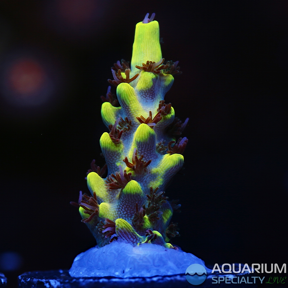 c67-acro-2.jpg