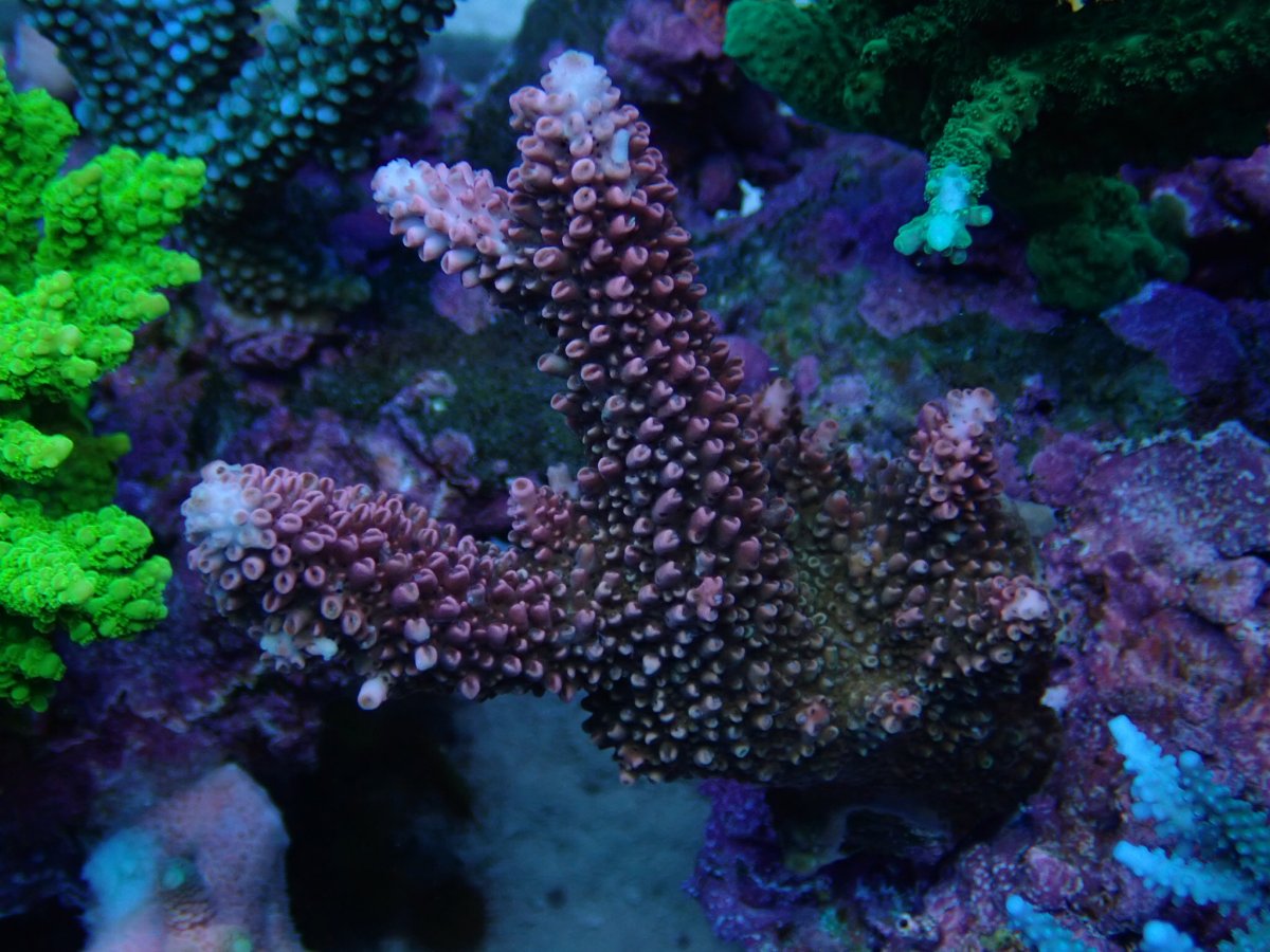 Build Thread - Alex's Mixed Reef from Singapore | Page 15 | Reef2Reef