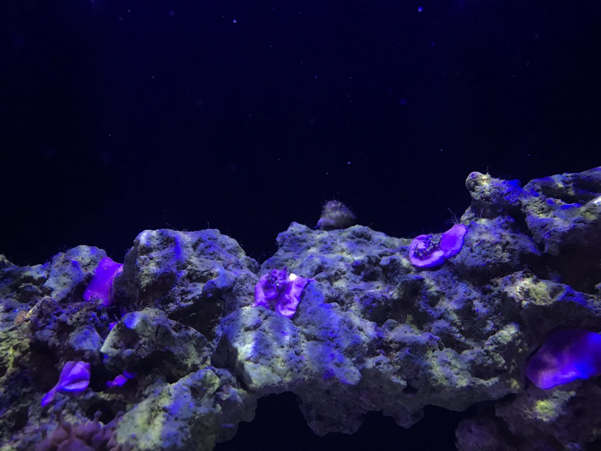 Best hair algae eaters REEF2REEF Saltwater and Reef Aquarium Forum