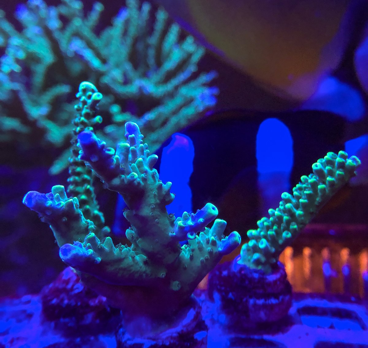 C8E37152-441B-47DA-8F8A-E0816B9C7393.jpeg
