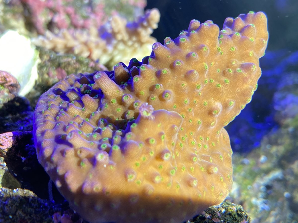 QUESTION OF THE DAY - The EBB and FLOW of reefing enjoyment! What keeps ...
