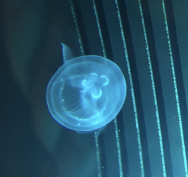 C9942D5E-D088-4E69-A3FA-34CAC8F9BE49.jpeg