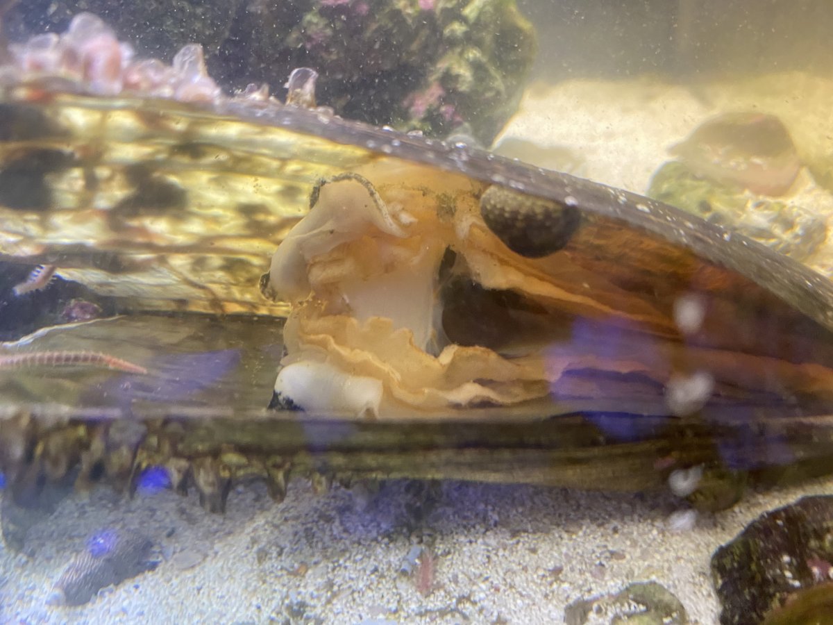 Pen Shell | Reef2Reef