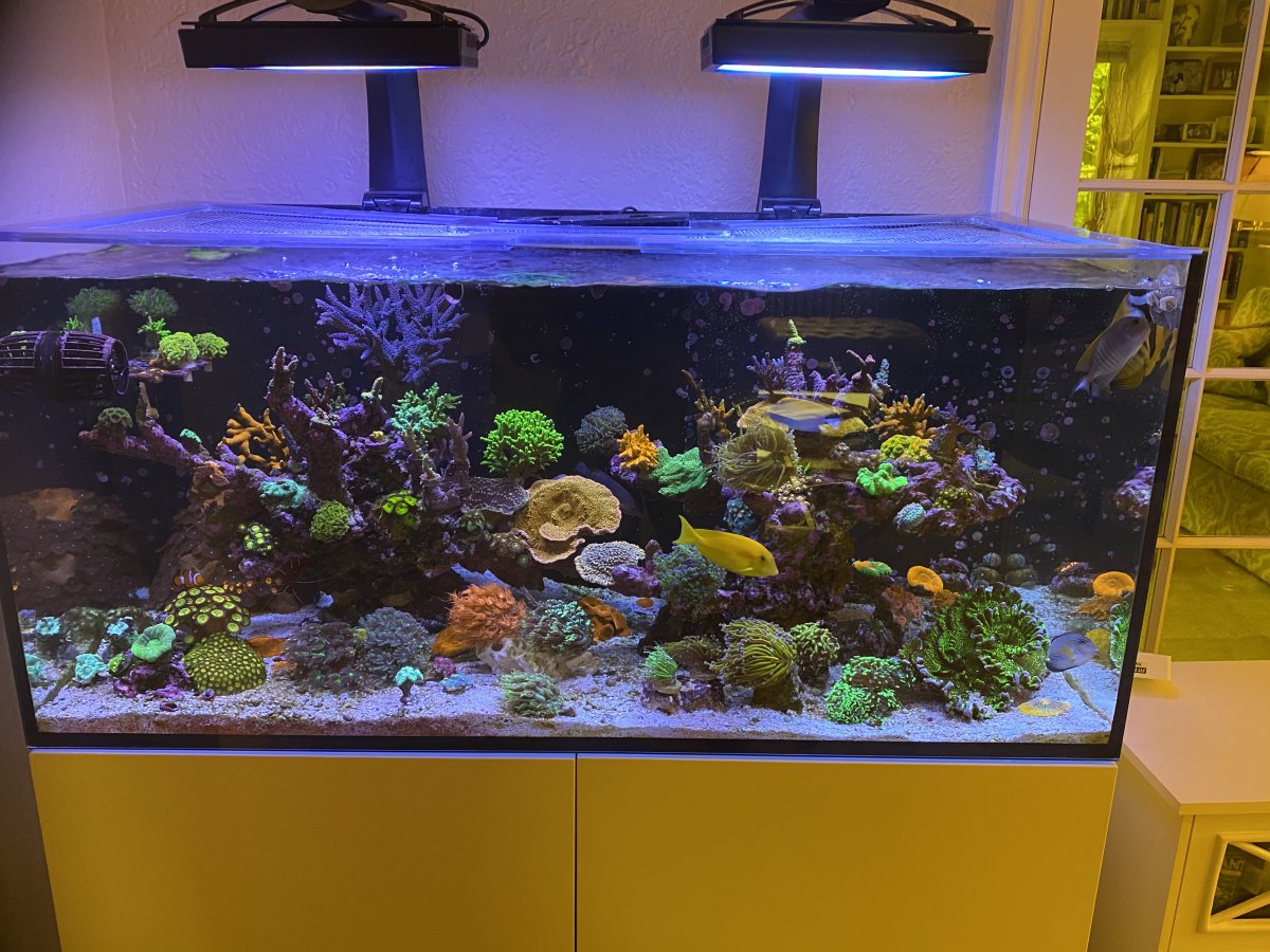 Build Thread - Red Sea XL425 after 20+ years without a tank! | Page 2 ...