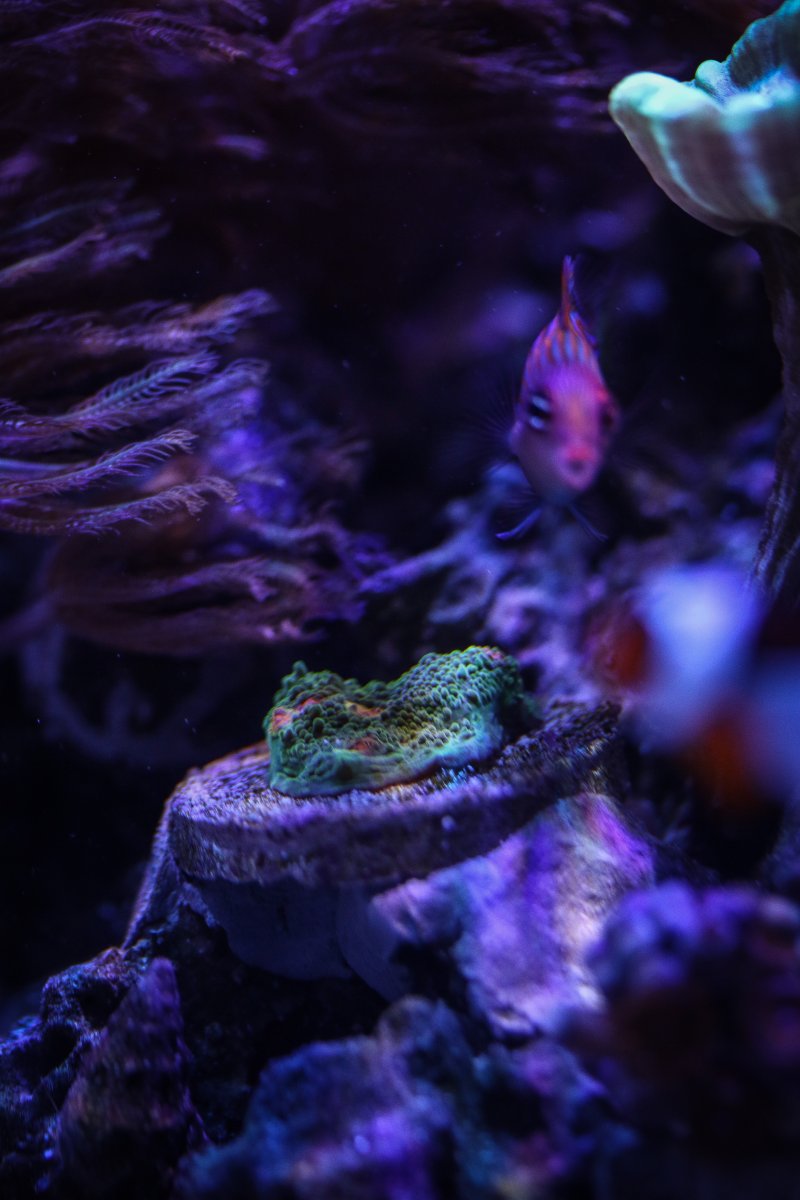 CA863194-40ED-47C3-B68F-E1882CF5419A.jpeg