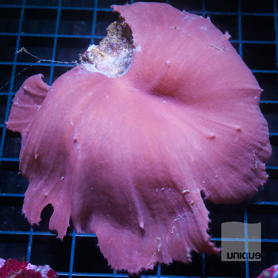 cabbage coral 59 39.jpg