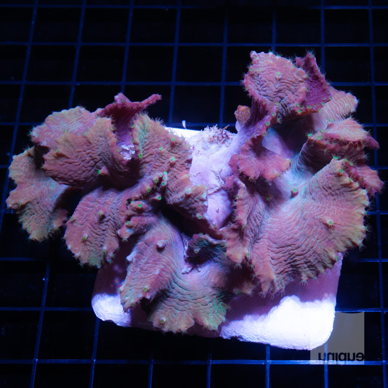 cabbage coral colony 88 68.jpg