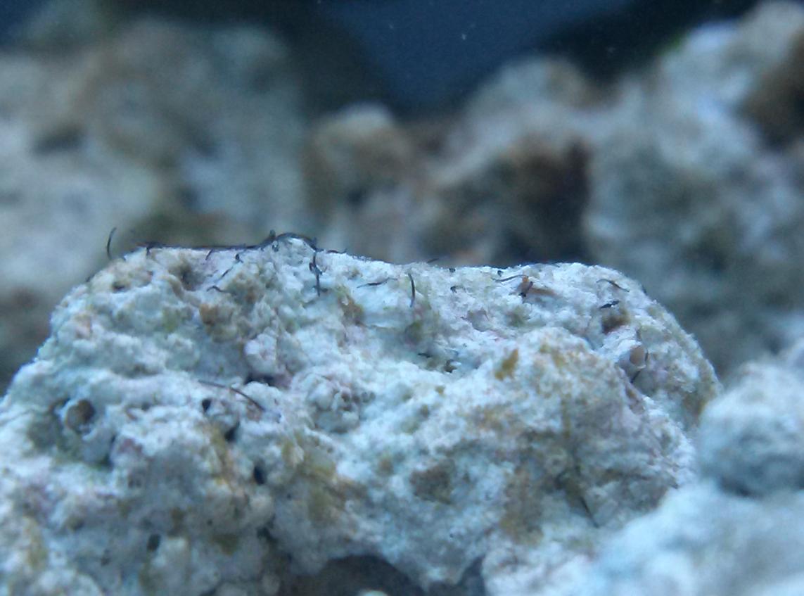 drain fly larvae in aquarium