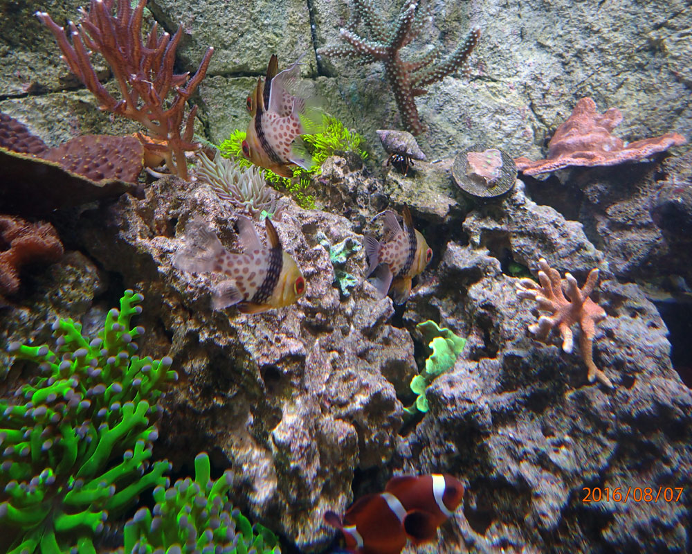Camera-Adjusted-WB.jpg