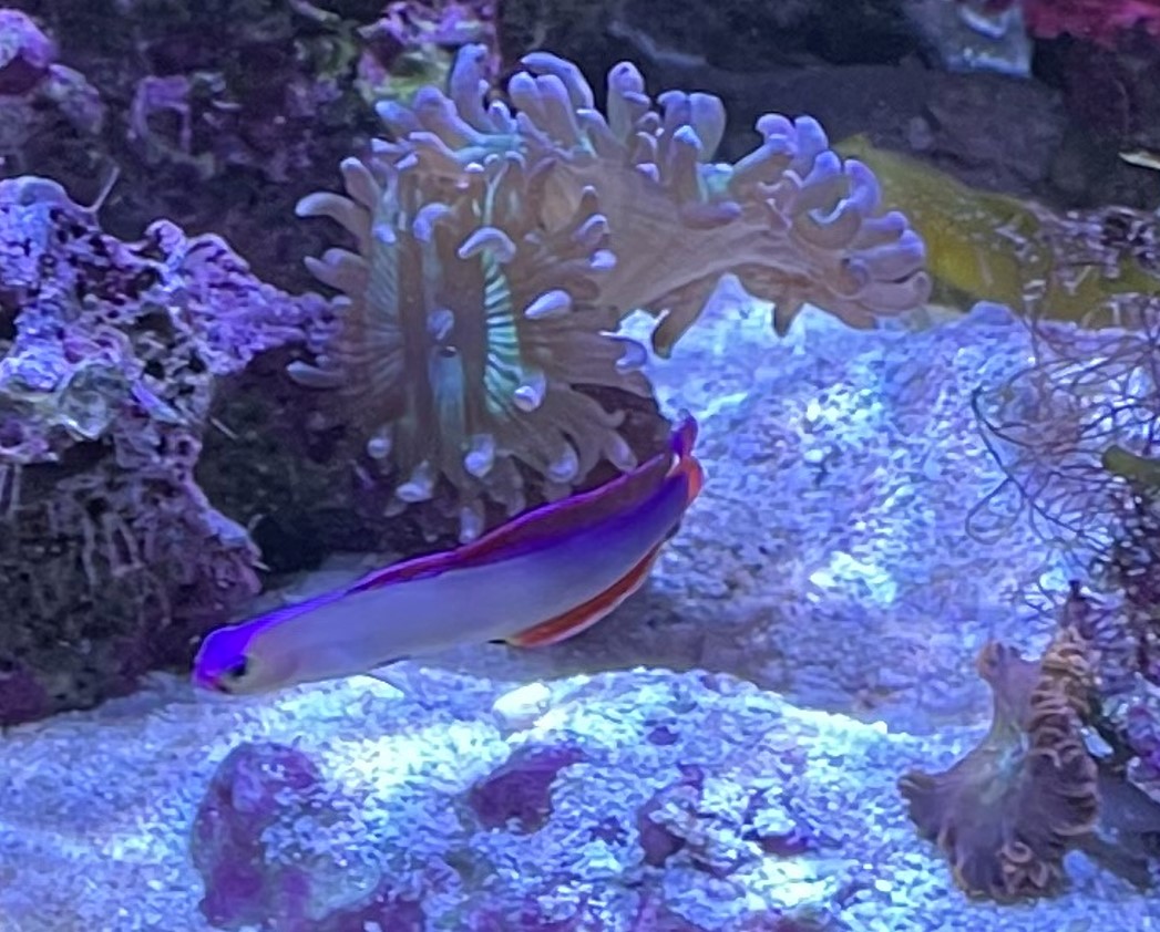 Build Thread - Ocean Live Rock 25 Gallon IM Lagoon | Page 10 | Reef2Reef