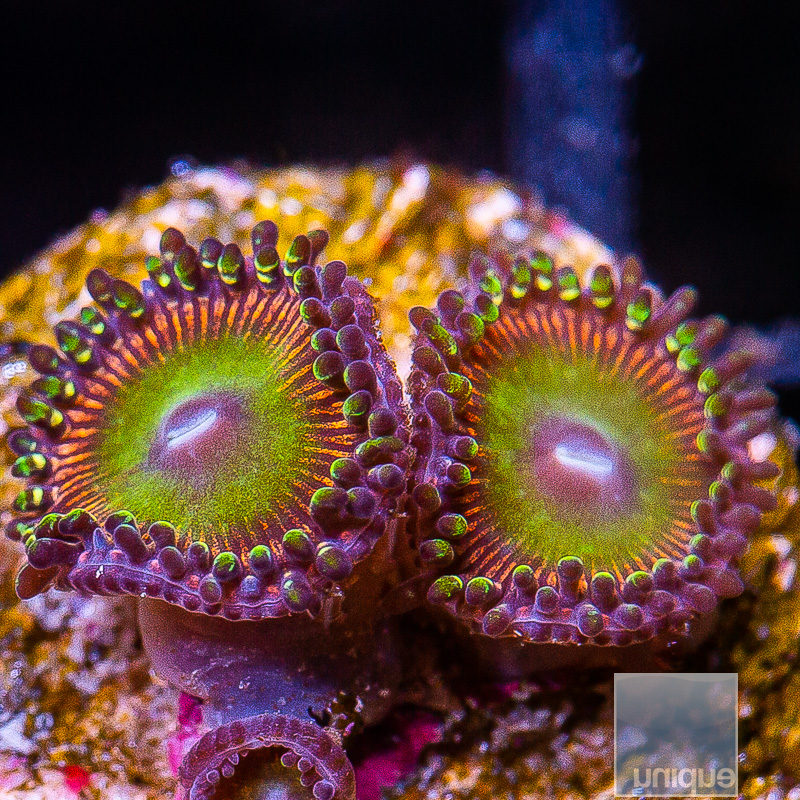 Candy Apple Red Zoanthid 29 12.JPG