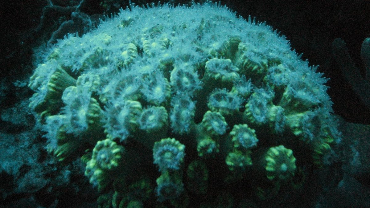Candy Cane Polyp Extension.JPG