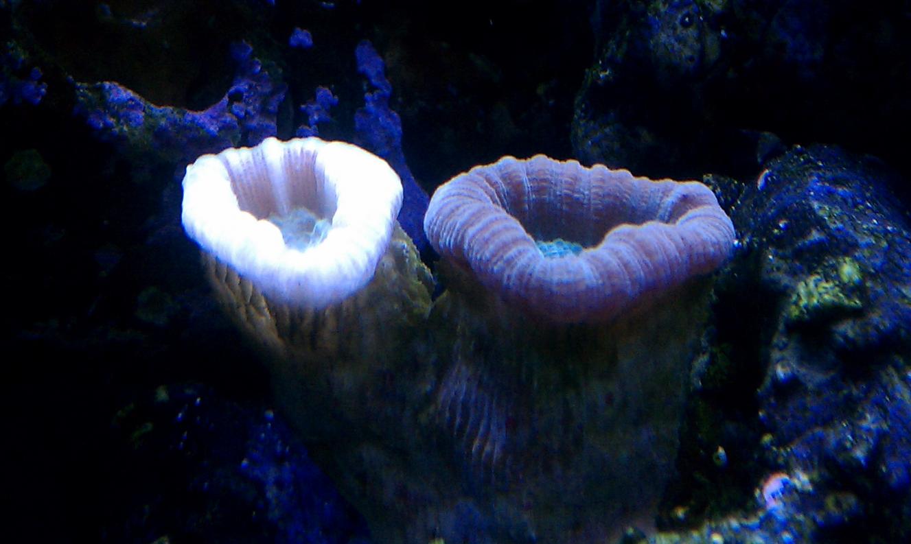 cane coral.jpg