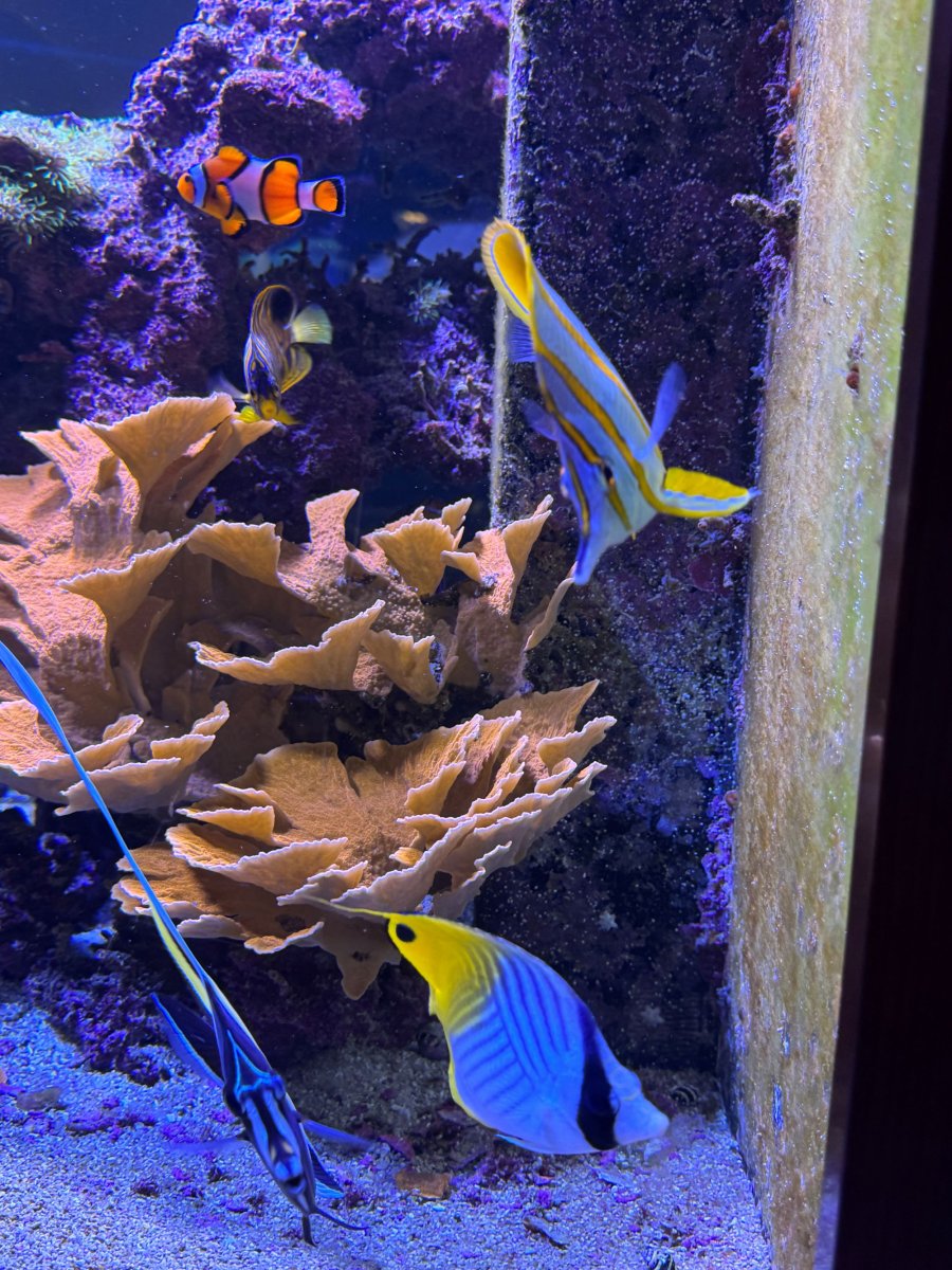 Monster Build - 14 Foot Reef Build 25 year journey | Page 3 | Reef2Reef