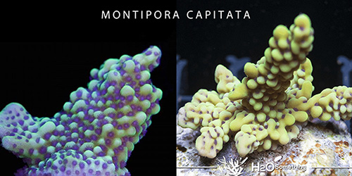 capitata.jpg