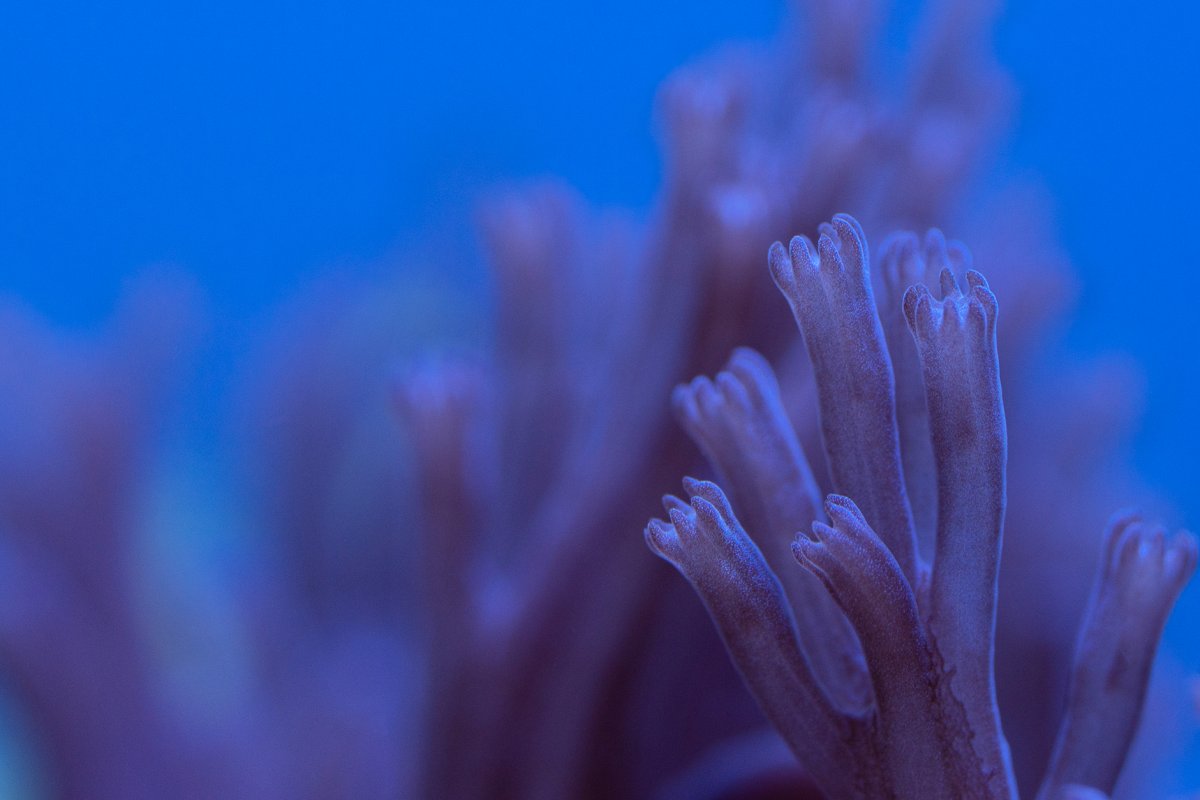 Capnella Coral Reduced.jpg