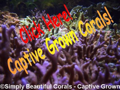 Captive_Grown_Corals_3.jpg