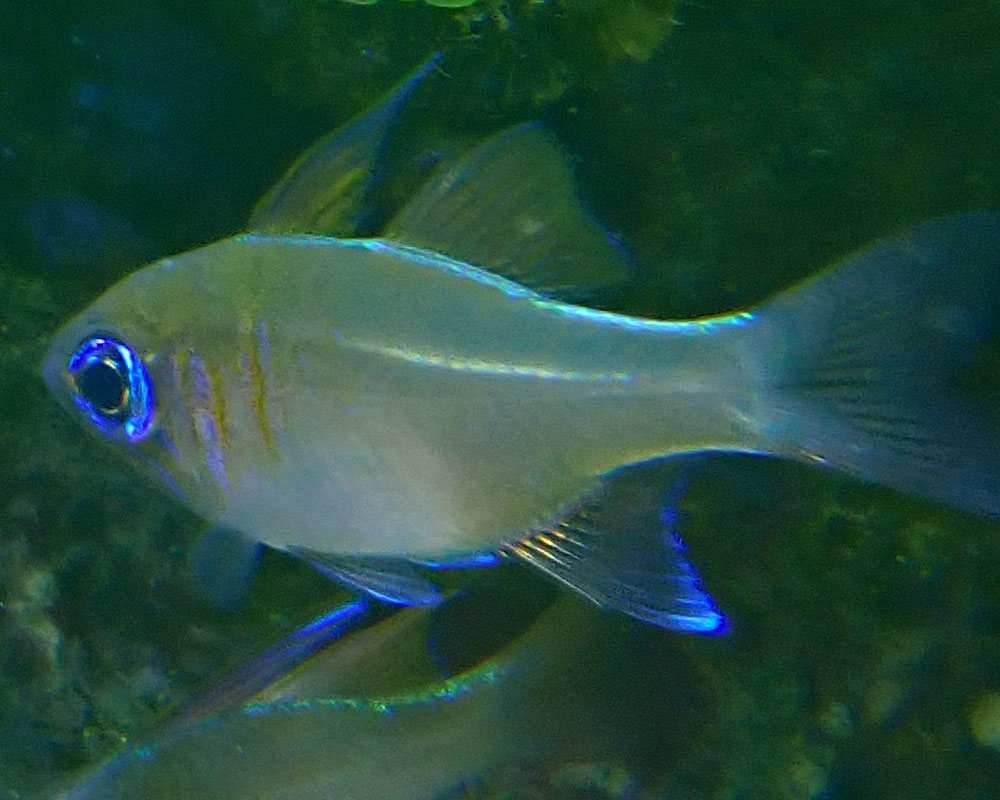 cardinal1.jpg