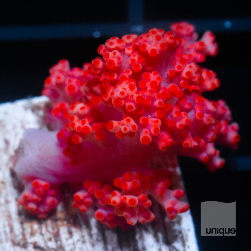 Carnation Coral 52 28.jpg